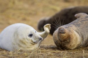 Seal Pup And Mother