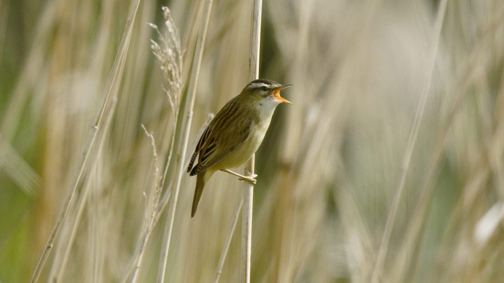 Sedge Warbler Singing