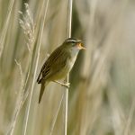 Sedge Warbler Singing