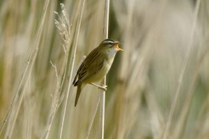 Sedge Warbler Singing