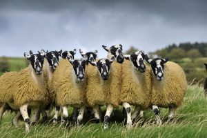 Sheep Flock