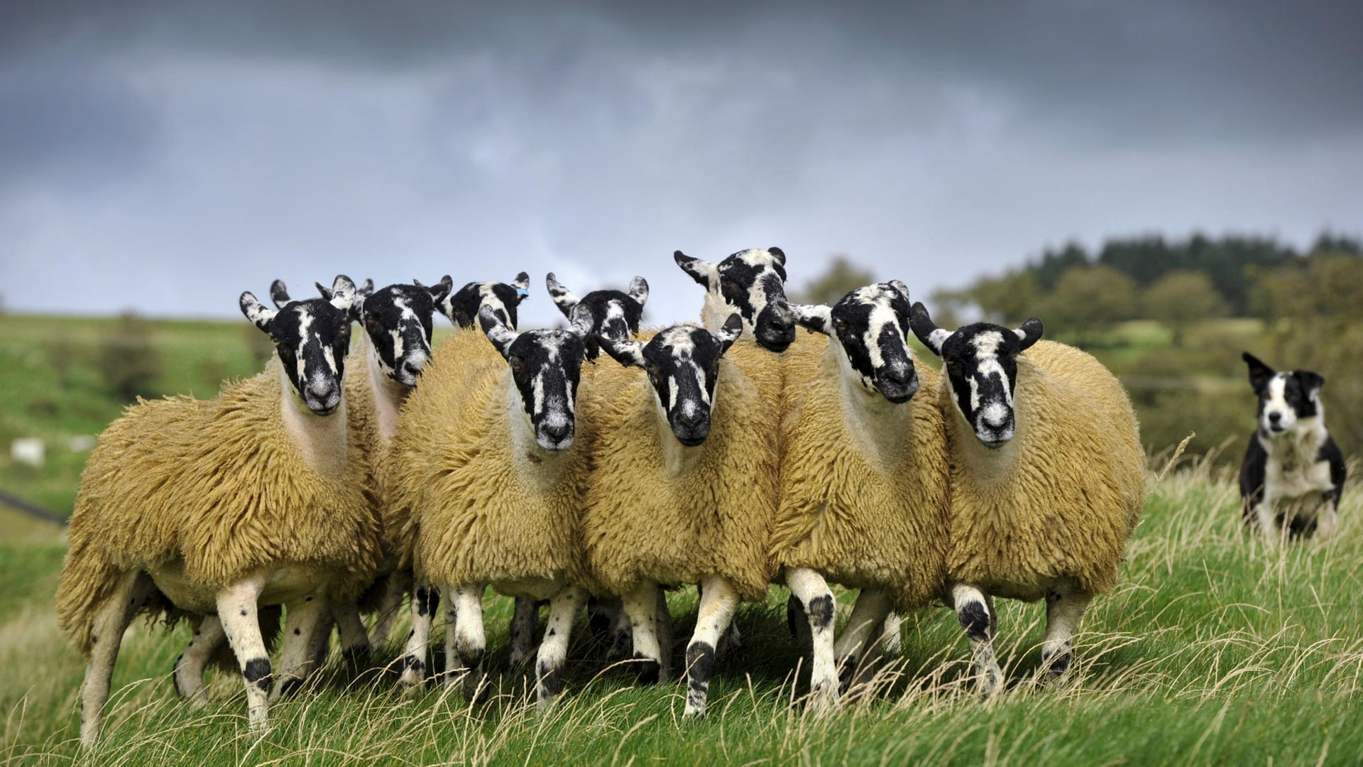 Sheep Flock â€“ Bing Wallpaper Download