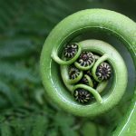 Silver Fern Frond