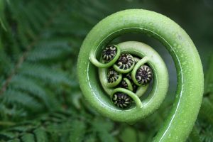 Silver Fern Frond