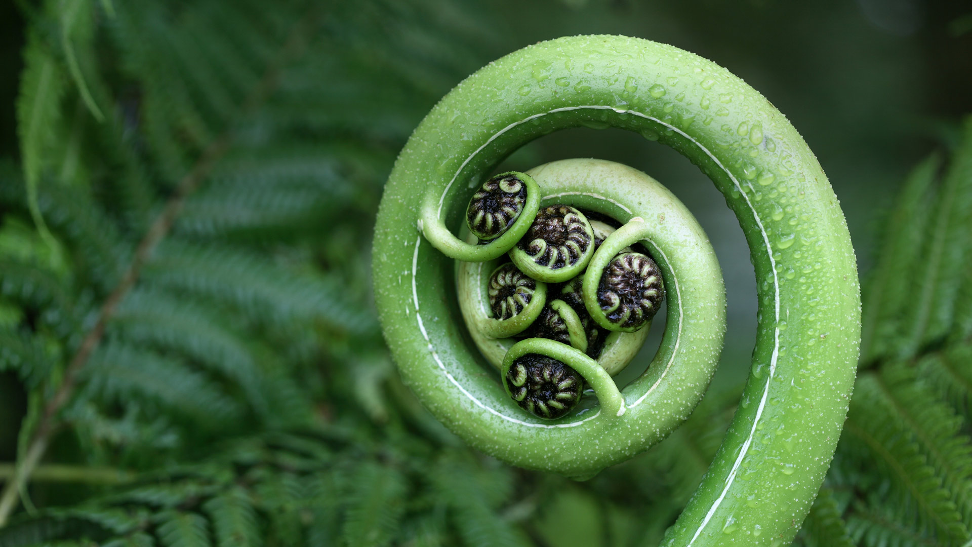 Silver Fern Frond