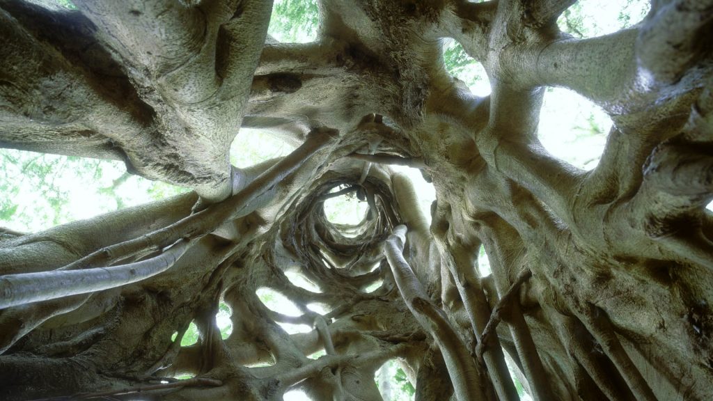 Strangler Fig Tree