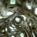 Strangler Fig Tree