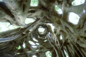 Strangler Fig Tree