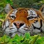 Swimming Tiger