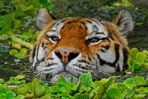 Swimming Tiger