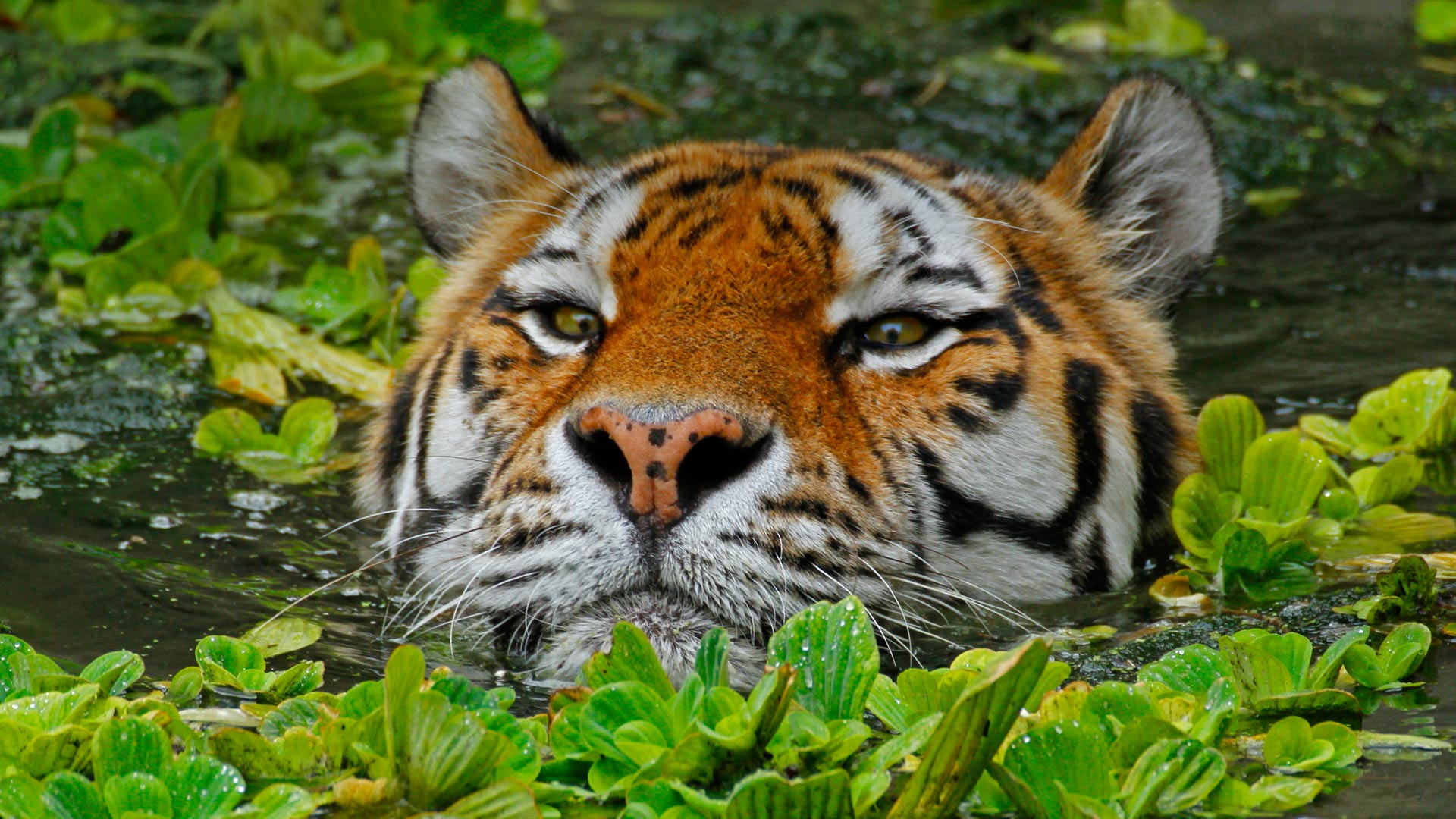 Swimming Tiger