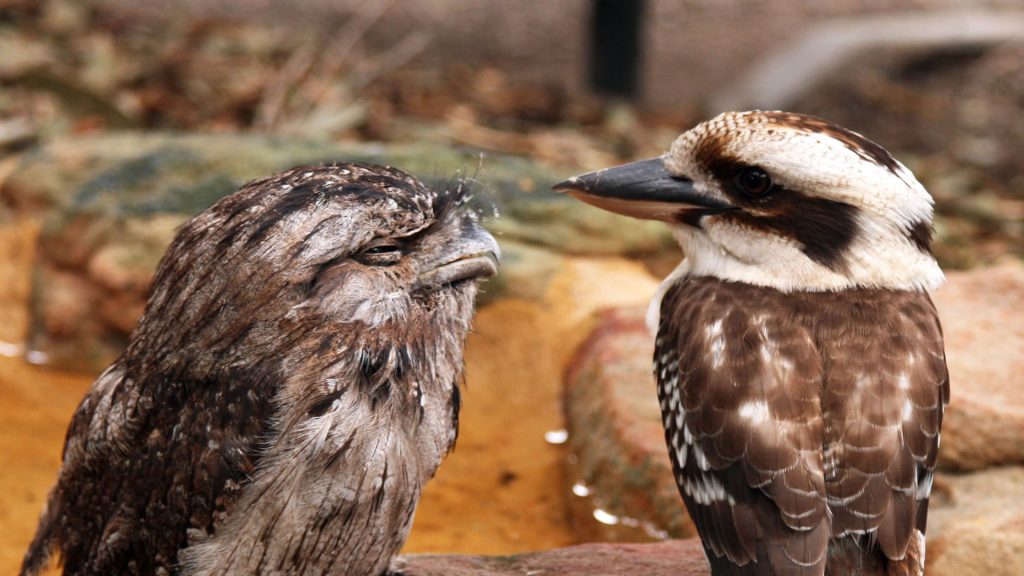 Tawny Kookaburra