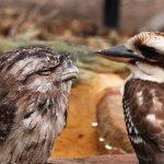 Tawny Kookaburra