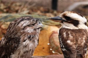 Tawny Kookaburra