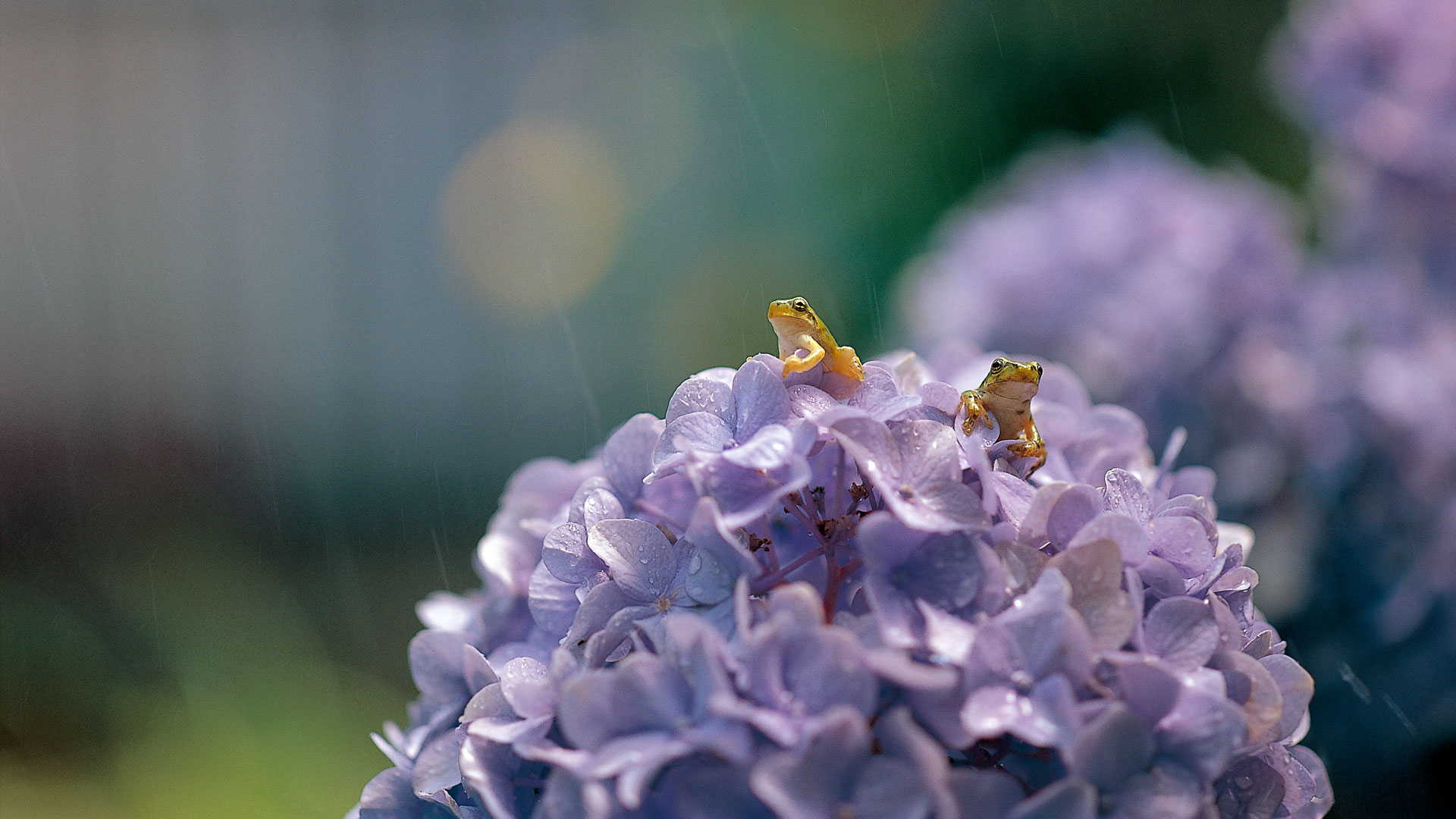 Tree Frog