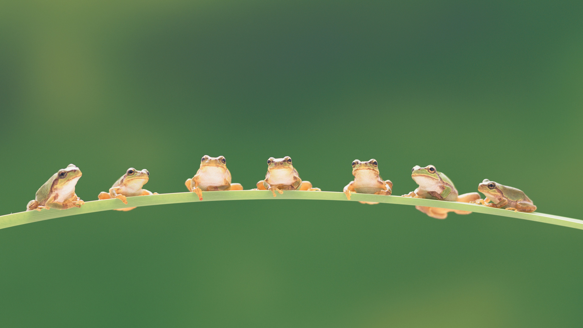 Tree Frogs