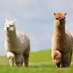 Two Alpaca