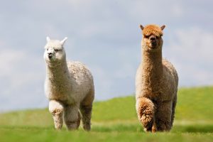 Two Alpaca