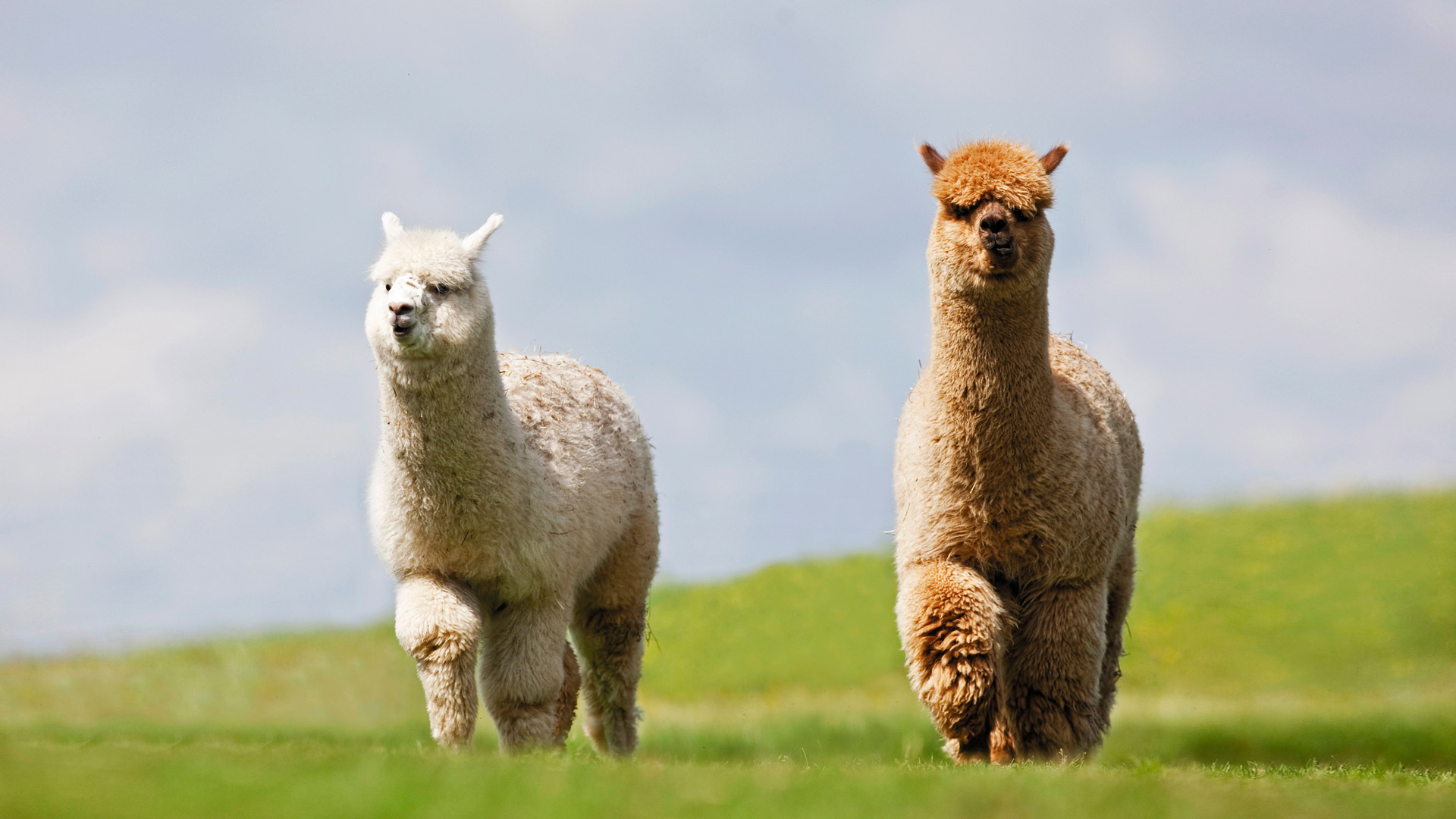 Two Alpaca