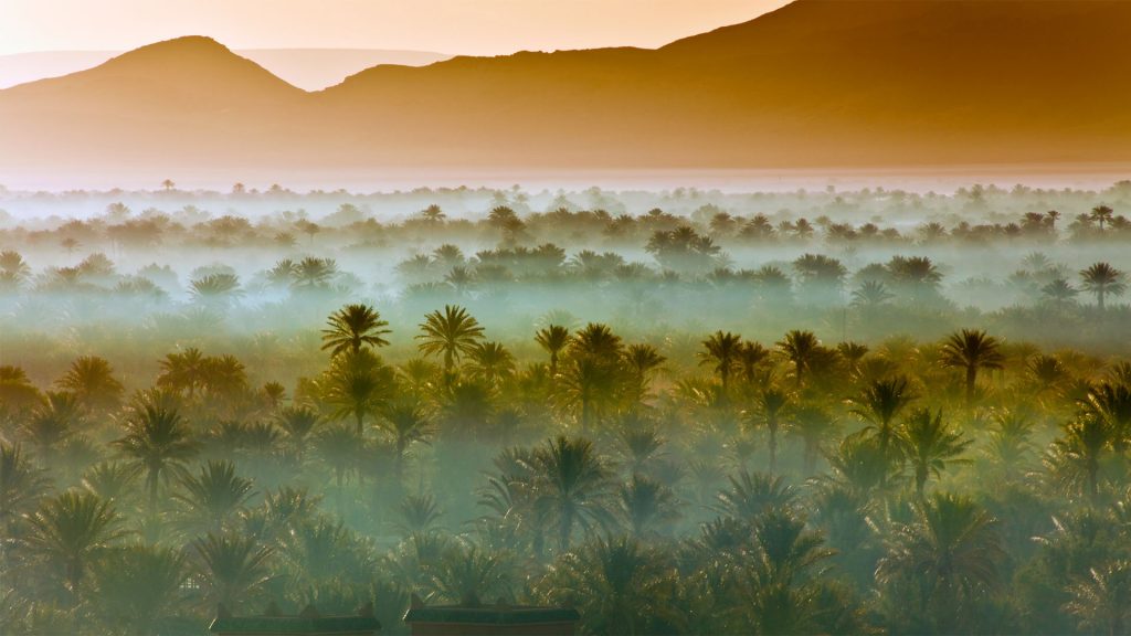 Vast Palm Grove