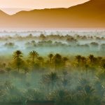 Vast Palm Grove