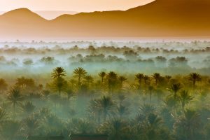 Vast Palm Grove