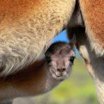 Young Guanaco