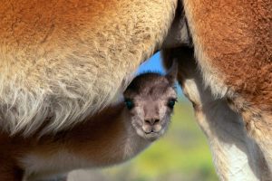 Young Guanaco