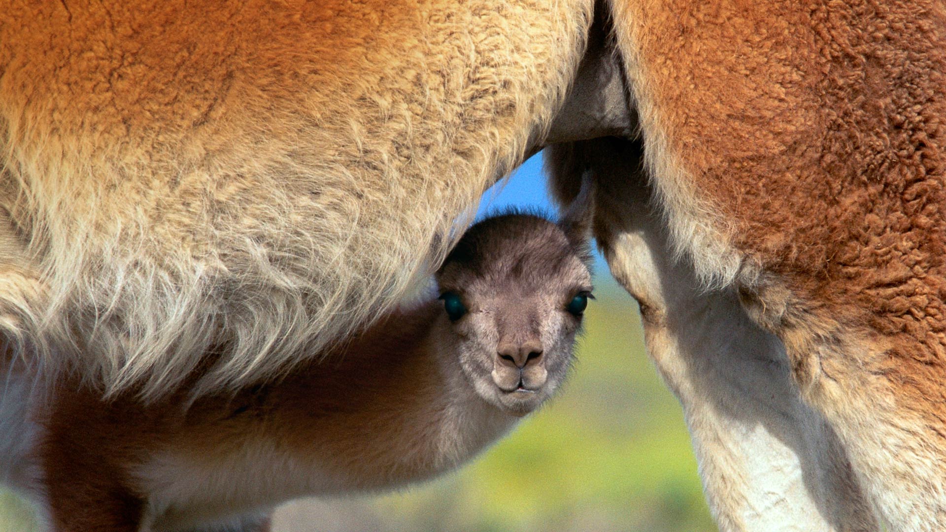 Young Guanaco