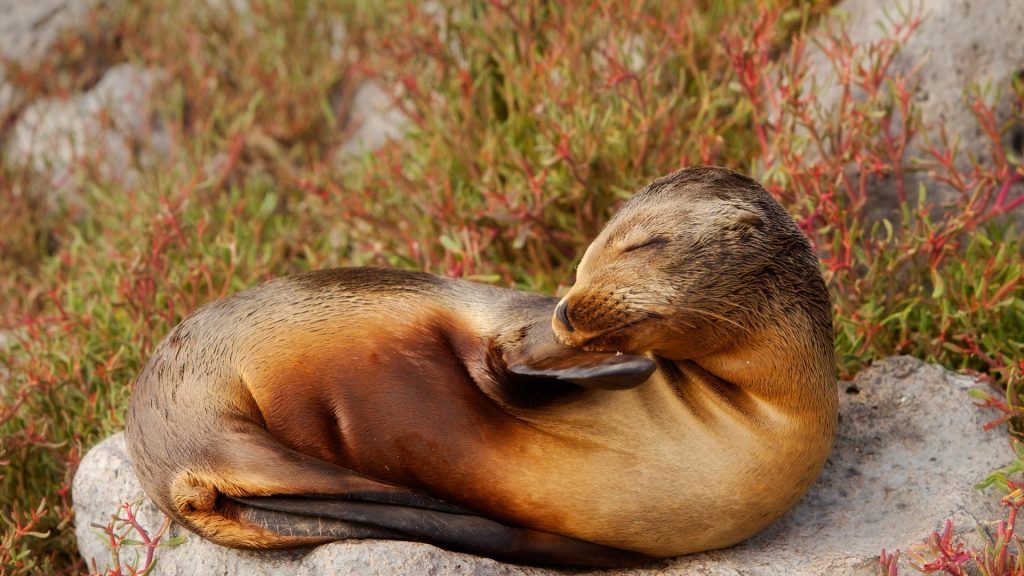 Zalophus Californianus