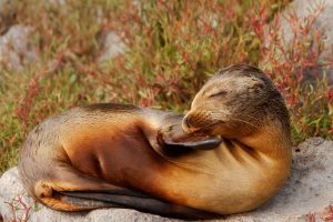 Zalophus Californianus