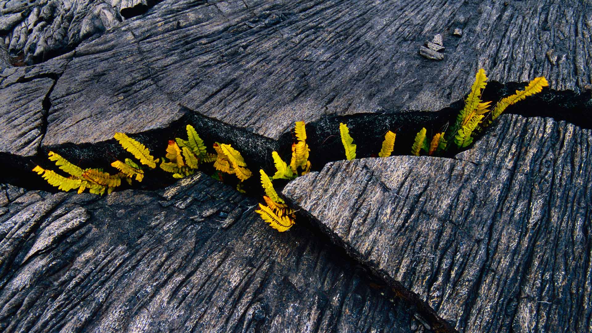 Amau Ferns