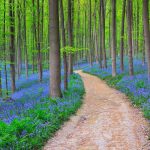 Belgium Bluebells