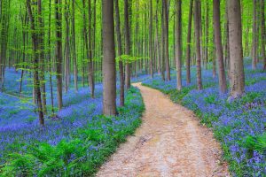 Belgium Bluebells