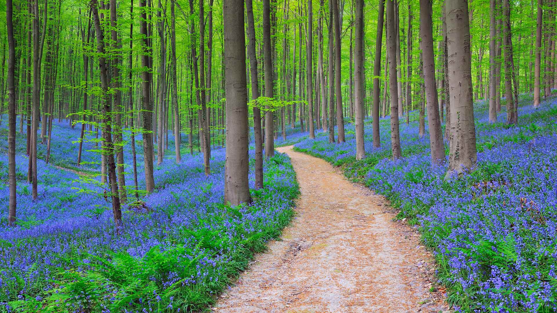 Belgium Bluebells