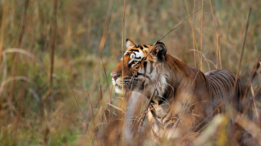 Bengal Tiger Bushes