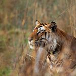Bengal Tiger Bushes