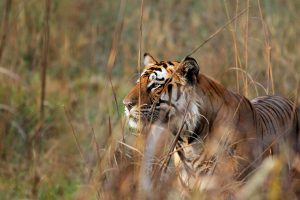 Bengal Tiger Bushes