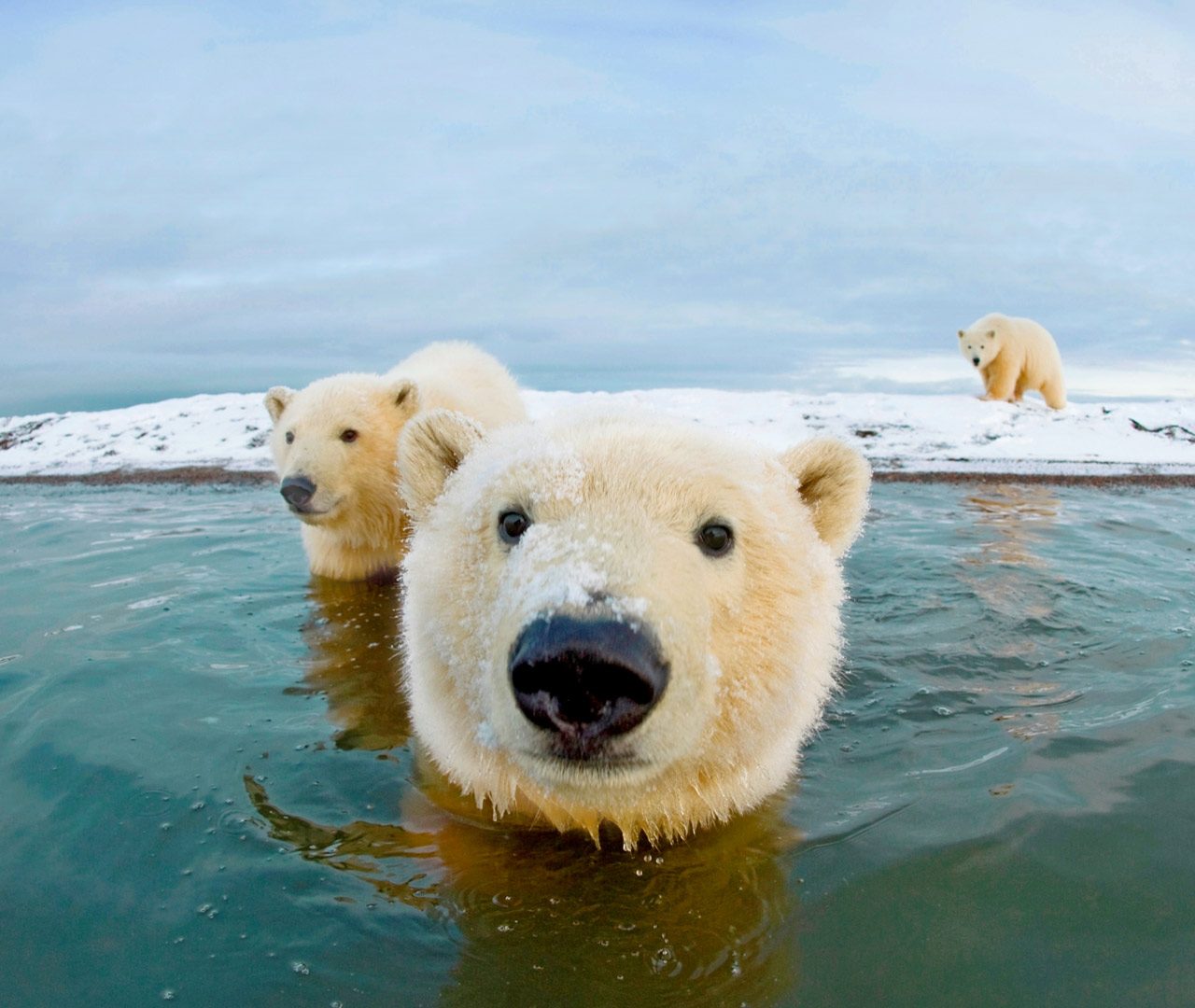 Polar bear steam фото 77