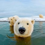 Bernard Spit Polar Bear