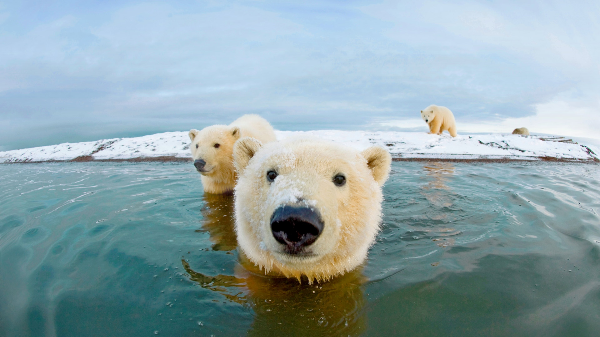 Bernard Spit Polar Bear