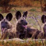 Botswana Wild Dogs