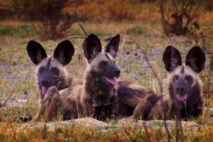 Botswana Wild Dogs