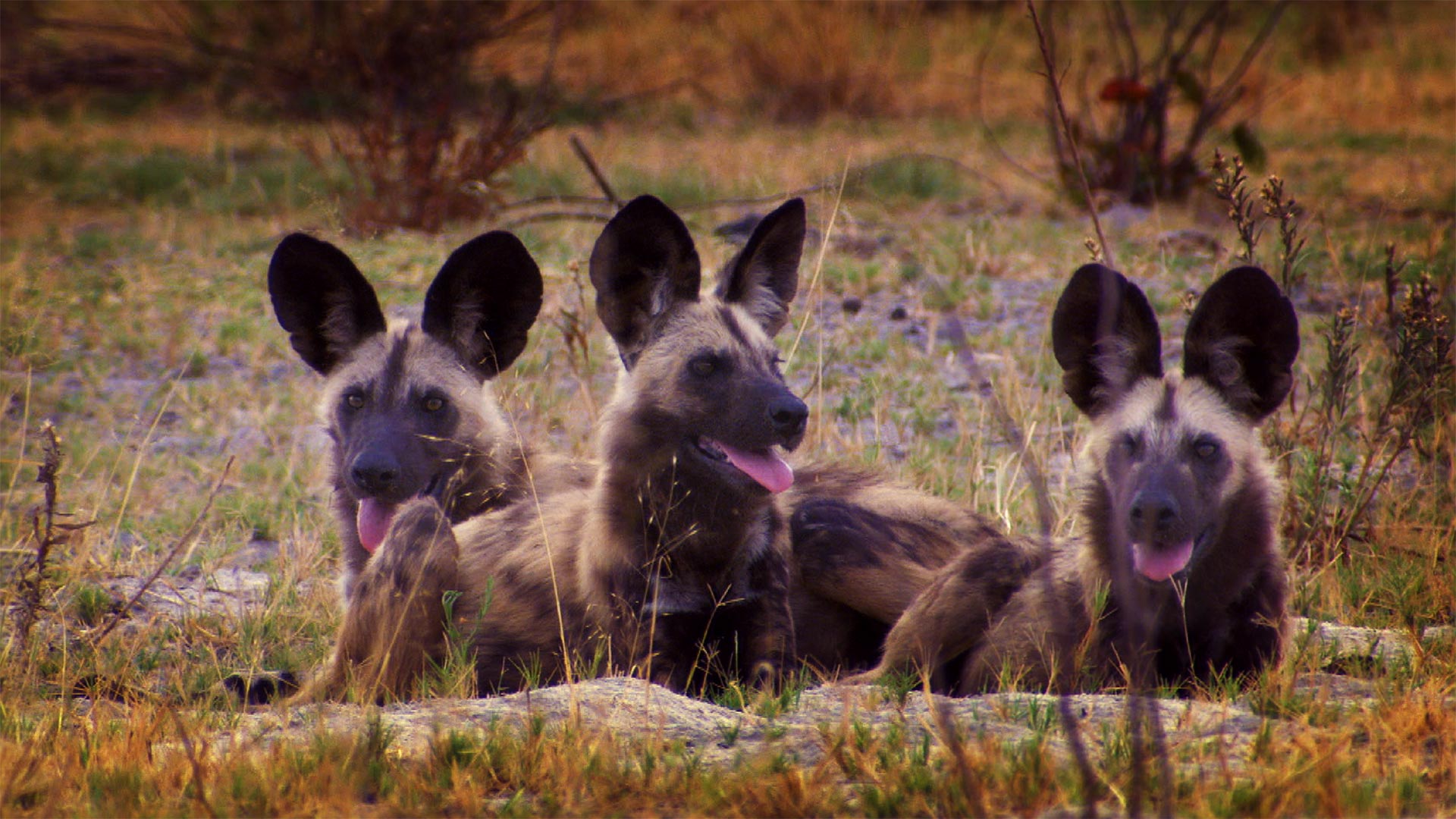 Botswana Wild Dogs