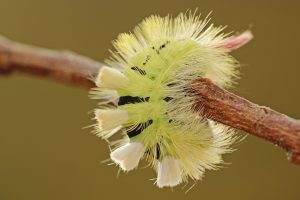 Buchen Streck Fuss