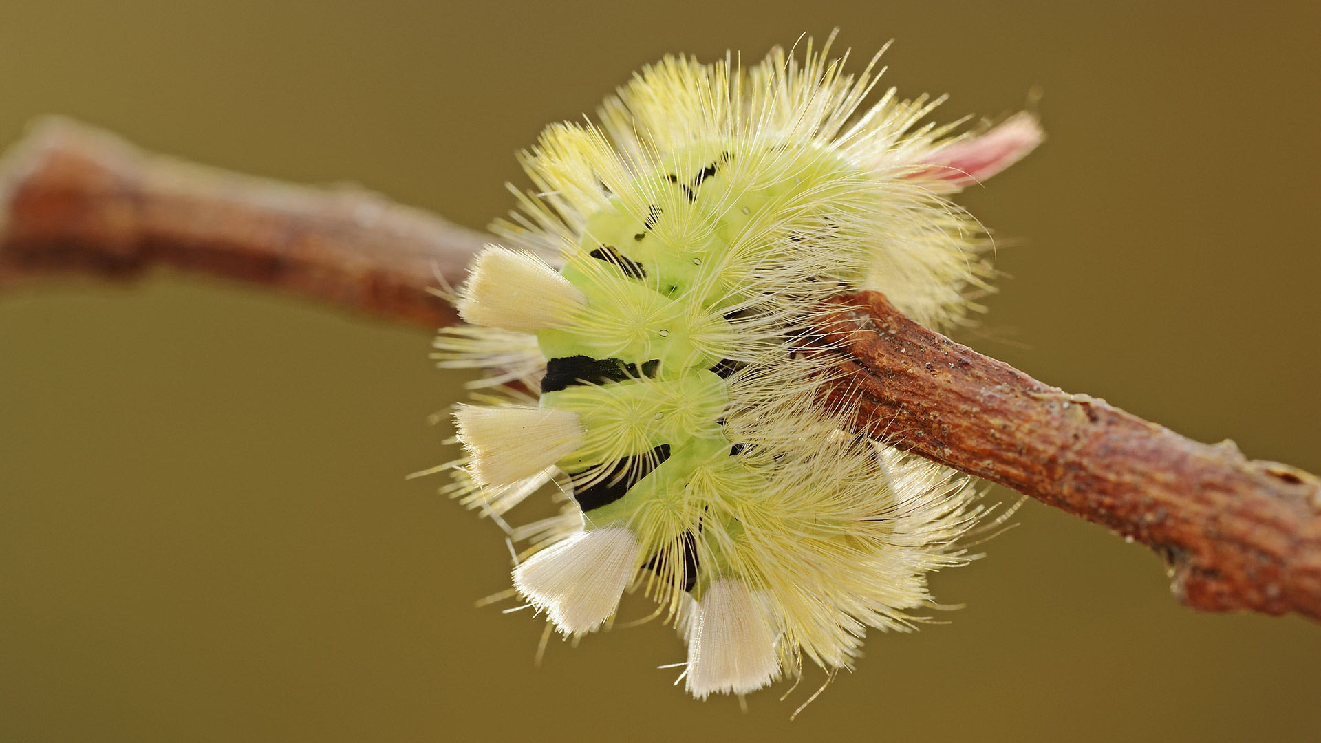 Buchen Streck Fuss