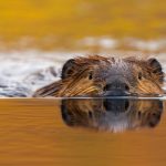 Castor Canadensis