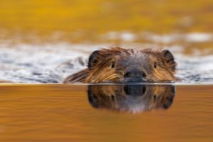 Castor Canadensis