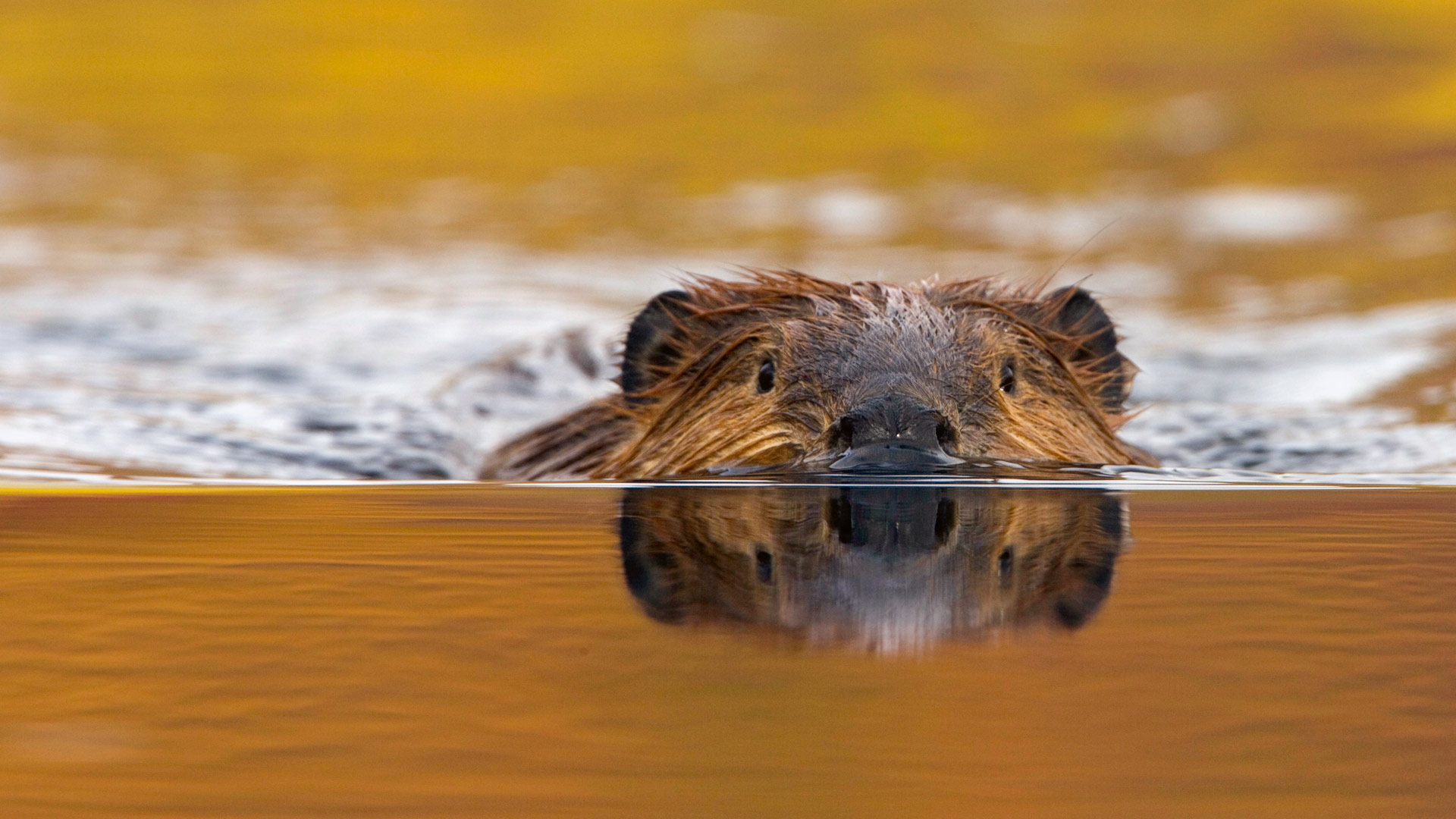 Castor Canadensis