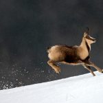 Chamois Pyrenees